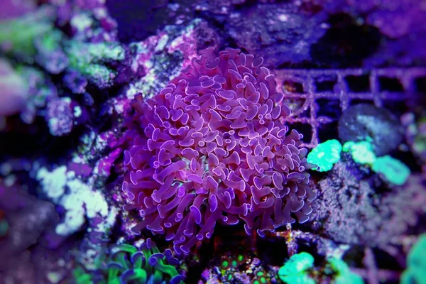 Martelo Lps Coral Colorido Euphyllia Ancora — Fotografia de Stock