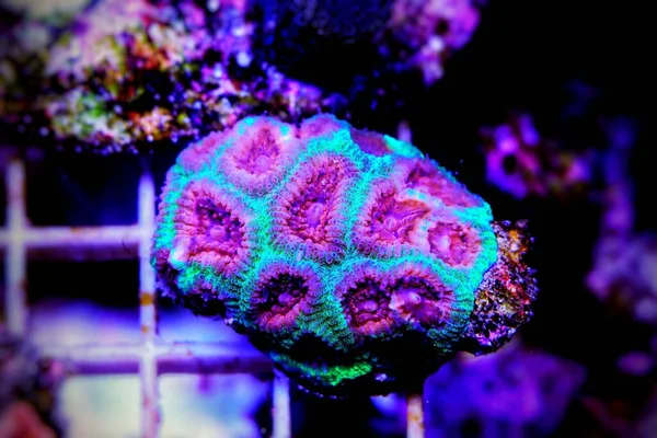 Seta Favoritos Cérebro Pequeno Pedaço Recife Coral Pedregoso — Fotografia de Stock