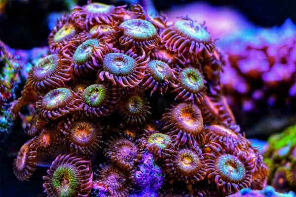 Liten Koloni Aussie Golden Polyps Zoanthids Korallrev Akvarium Tank — Stockfoto