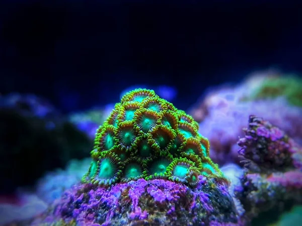 Небольшая Колония Зелёных Зоантид Аквариуме Кораллового Рифа — стоковое фото