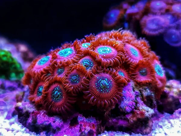 Мала Колонія Червономагів Поліпи Зоантіди Акваріумі Коралових Рифів — стокове фото