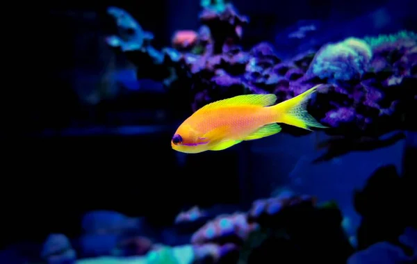 Lyretail Anthias Coralfish Pseudanthias Squamipinnis — 스톡 사진