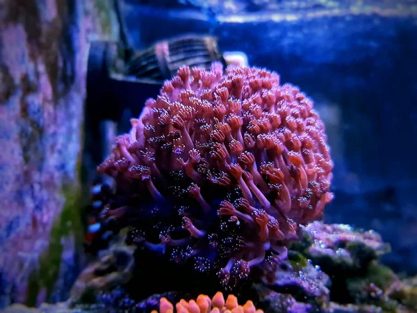 Goniopora Maceta Flores Lps Coral — Foto de Stock