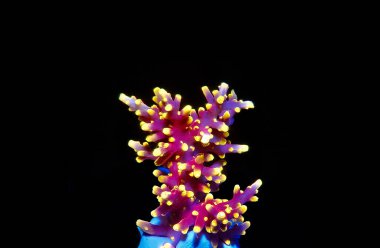 Acropora tenuis - renkli spa mercanları dünya çapında borsada meşhurdur.