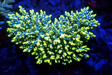 Acropora tenuis - renkli spa mercanları dünya çapında borsada meşhurdur.