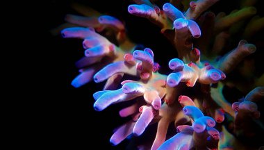 Acropora echinata, kayalık mercanların bir türüdür.