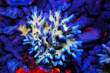 Acropora echinata, kayalık mercanların bir türüdür.