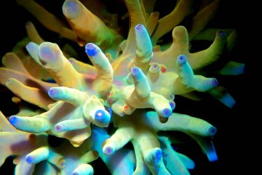 Acropora echinata, kayalık mercanların bir türüdür.