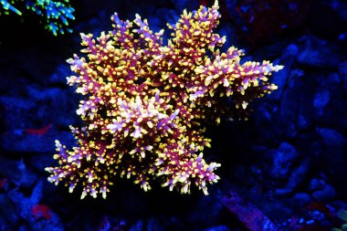 Kızıl Ejder Akroporası SPS mercanı - Acropora Echinata 