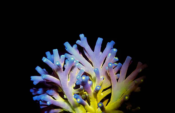 Acropora Echinata Species Short Polyps Stony Corals — Stock Photo, Image