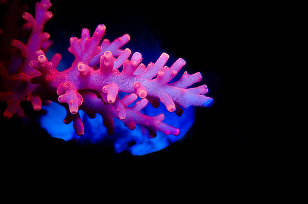 Red Dragon Acropora SPS coral - Acropora Echinata 