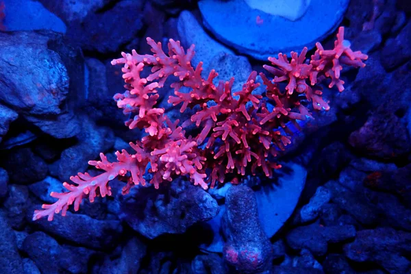 Dragão Vermelho Acropora Sps Coral Acropora Echinata — Fotografia de Stock