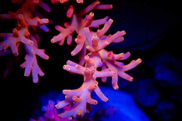 Red Dragon Acropora SPS coral - Acropora Echinata 