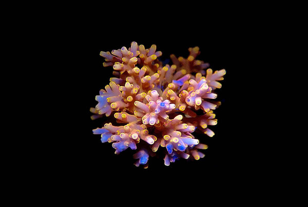 Acropora tenuis - colorful sps coral is famous in stock exchange worldwide