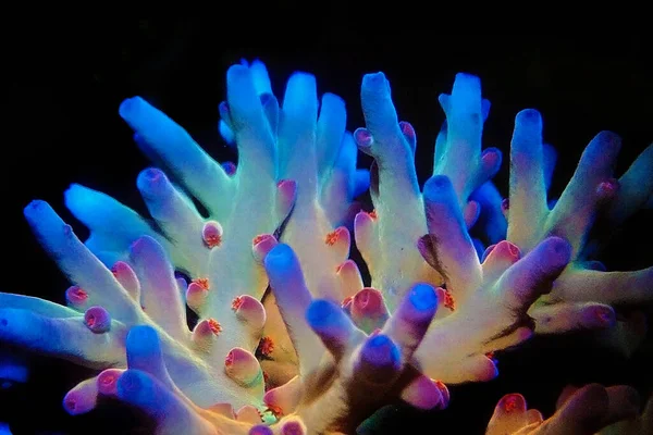 Acropora Echinata Species Short Polyps Stony Corals — Stock Photo, Image