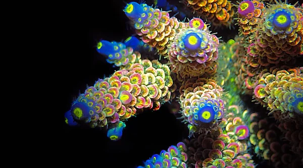 Acropora Millepora Colorful Sps Coral Black Background — Stock Photo, Image