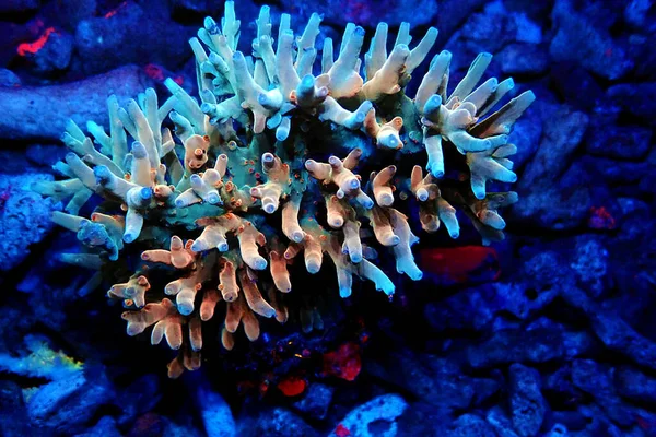 Acropora Echinata Art Korta Polyper Steniga Koraller — Stockfoto