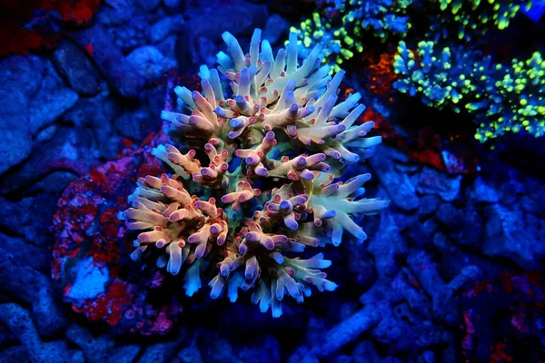 Acropora Echinata Вид Коротких Каменистых Кораллов Полипов — стоковое фото