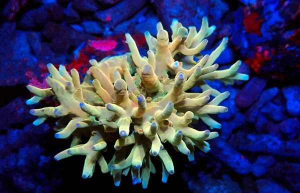 Acropora Echinata Egy Faj Rövid Polip Köves Korallok — Stock Fotó