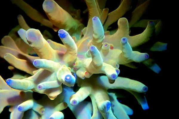 Acropora Echinata Una Especie Corales Pedregosos Pólipos Cortos — Foto de Stock