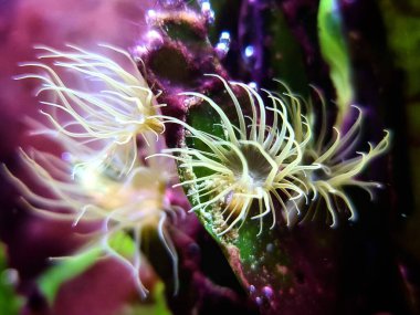 Resif akvaryum tankında küçük cam anemon baş belası - Exaiptasia ya da Aiptasia Pallida