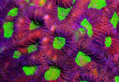 Üç renkli Goniastrea LPS Mercan - (Goniastrea sp..)