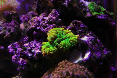 İnanılmaz renkli Rhodactis mantar mantarı yumuşak mercan sualtı fotoğrafçılığı