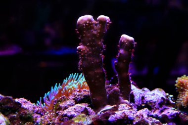 Blue Ridge Mercanı - (Heliopora coerulea)