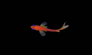 Lyretail Anthias Coralfish - (Pseudanthias squamipinnis) clipart