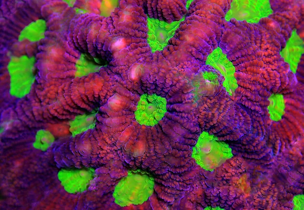 Tricolor Goniastrea Lps Coral Goniastrea — Stock Photo, Image