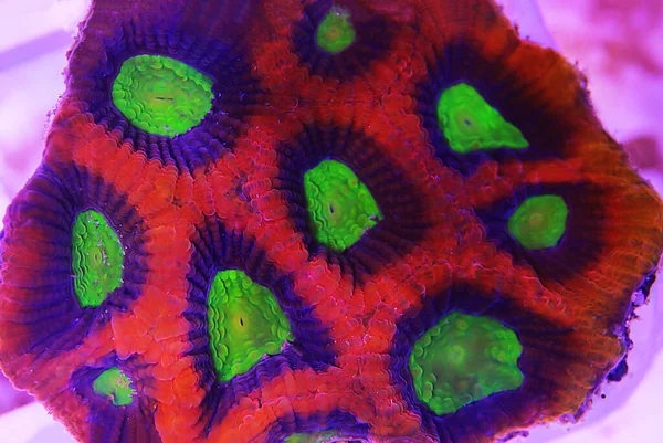 Tricolor Goniastrea Lps Coral Goniastrea — Zdjęcie stockowe