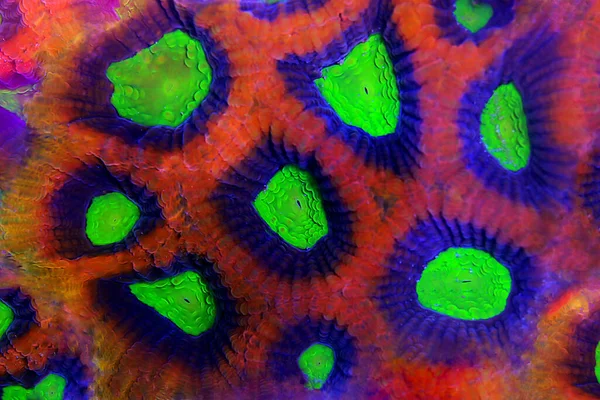 Tricolor Goniastrea Lps Coral Goniastrea — Stock Fotó