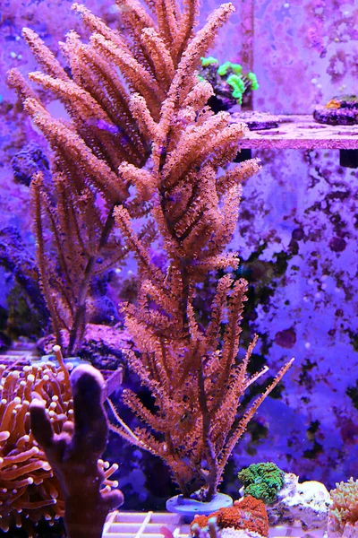 Grube Photosynthetic Pink Gorgonian Coral Pinnigorgia Flava — Stock Photo, Image