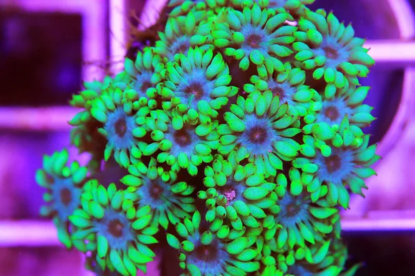 Goniopora Çiçek Saksısı Lps Mercanı — Stok fotoğraf