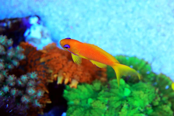 Lyretail Anthias Coralfish Pseudanthias Squamipinnis — стокове фото