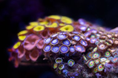 Zoanthus ve Palythoas poliplerinin küçük kolonileriyle renkli akvaryum manzarası