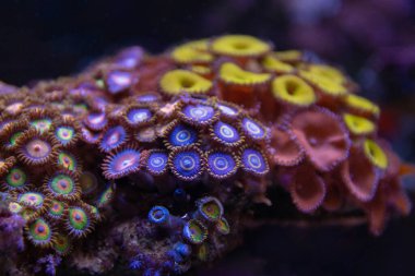 Zoanthus ve Palythoas poliplerinin küçük kolonileriyle renkli akvaryum manzarası