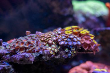 Zoanthus ve Palythoas poliplerinin küçük kolonileriyle renkli akvaryum manzarası