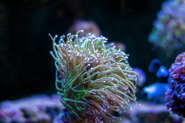 Meşale mercanı (Euphyllia glabrescens), kayalık mercanların bir türüdür.