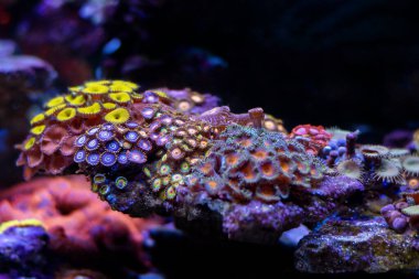 Zoanthus ve Palythoas poliplerinin küçük kolonileriyle renkli akvaryum manzarası