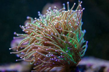 Meşale mercanı (Euphyllia glabrescens), kayalık mercanların bir türüdür.