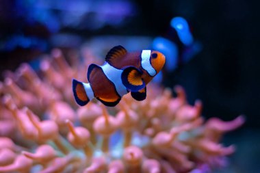 Gerçek Percula Palyaço Balığı (Amphiprion percula) en popüler resif akvaryumu balıklarından biridir.