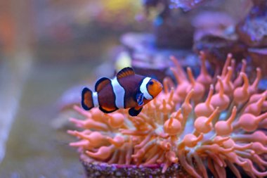Gerçek Percula Palyaço Balığı (Amphiprion percula) en popüler resif akvaryumu balıklarından biridir.