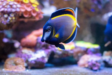 Acanthurus japonicus - namı diğer. Japon cerrah balığı, beyaz yüzlü cerrah balığı, altın sarısı tang, toz kahverengi tang balığı.