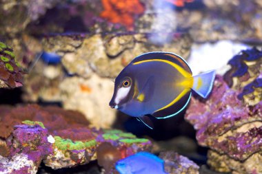 Acanthurus japonicus - namı diğer. Japon cerrah balığı, beyaz yüzlü cerrah balığı, altın sarısı tang, toz kahverengi tang balığı.