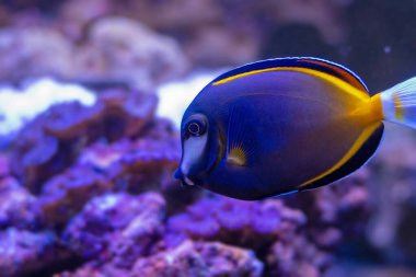Acanthurus japonicus - namı diğer. Japon cerrah balığı, beyaz yüzlü cerrah balığı, altın sarısı tang, toz kahverengi tang balığı.