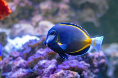 Acanthurus japonicus - namı diğer. Japon cerrah balığı, beyaz yüzlü cerrah balığı, altın sarısı tang, toz kahverengi tang balığı.
