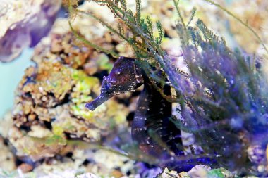 Lined sea Horse - (Hipokampus erectus)