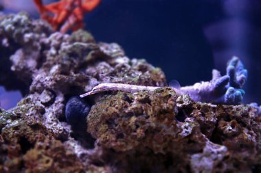 Karmaşık boru balığı - (Corythoichthys haematopterus) 