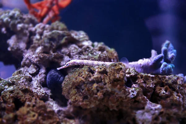 Karmaşık boru balığı - (Corythoichthys haematopterus) 